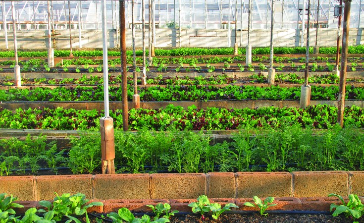 Africa: The Time Is Ripe for African Countries to Grow Their Urban Agriculture