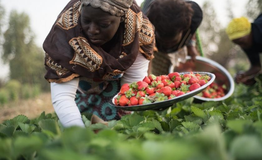 ‘ZIMBABWE DROUGHT, FOOD CRISIS LIKELY TO RUN INTO 2020’