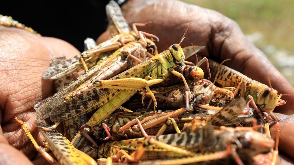 Kenya: Alarm Over New Wave of Locusts