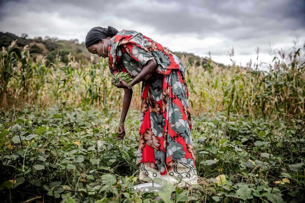 COP26 Discussions Must Prioritize Agriculture