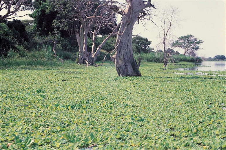 Invasive alien plants and their impact on water use