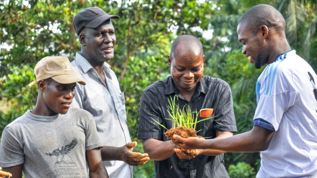 $14M grant to adapt West African rice production to climate