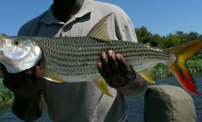 Africa Rice Ends First-Ever Integrated Rice-Fish Farming Training in South-East Liberia