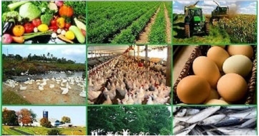 Nigeria: Lucrative Agricultural Business You Can Do in 2022