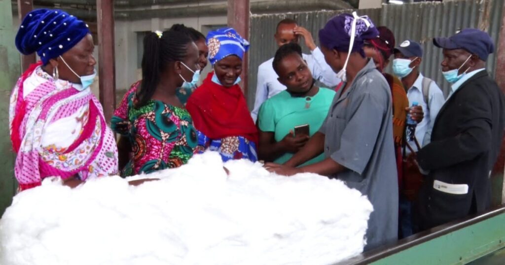 Thika Firm Offers Market To Cotton Farmers