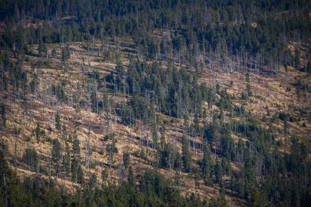 Deforestation increases chances of storms in West Africa – new research