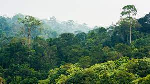 How to save the future of Africa’s forests