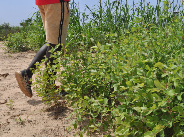 Farmers in Senegal learn to respect a scruffy shrub that gets no respect