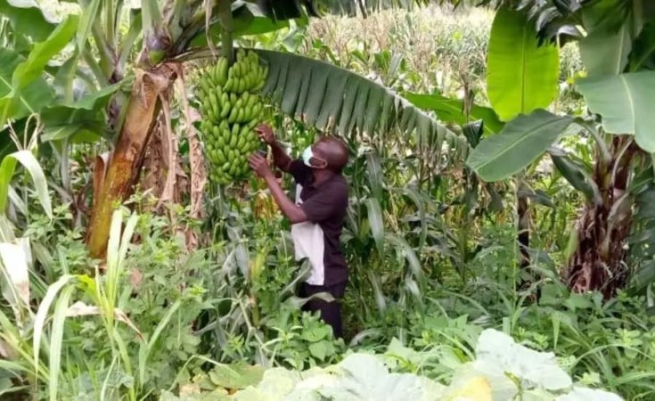 The Banana Economy and How It Can Transform Africa