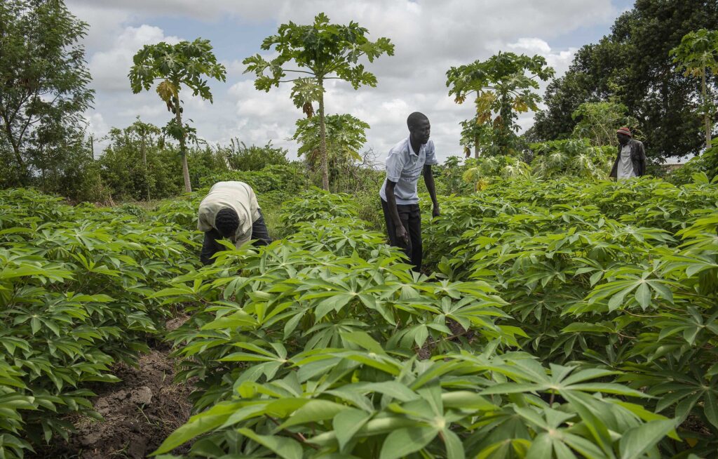 ‘Gambia Facing Decade Food Insecurity’