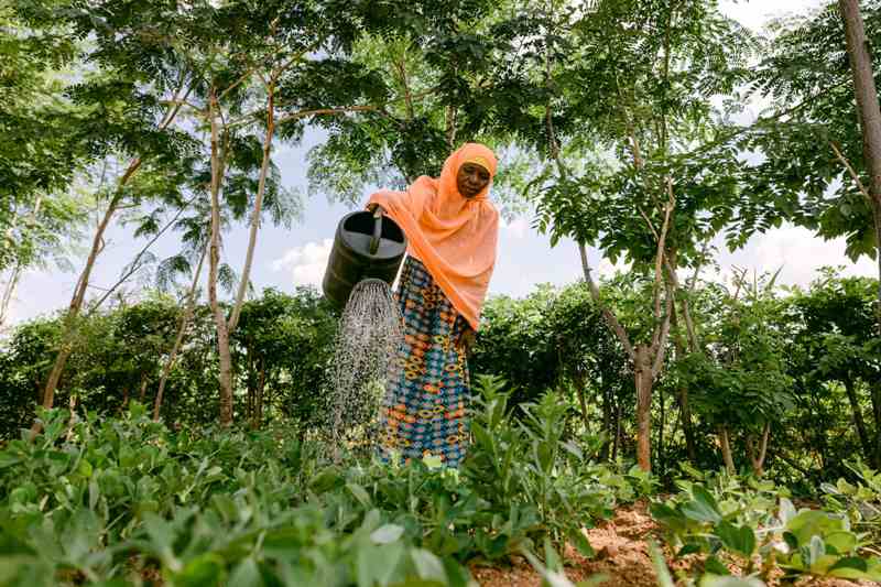 Trees for the Future Passes 260-Million Mark Ahead of Earth Day