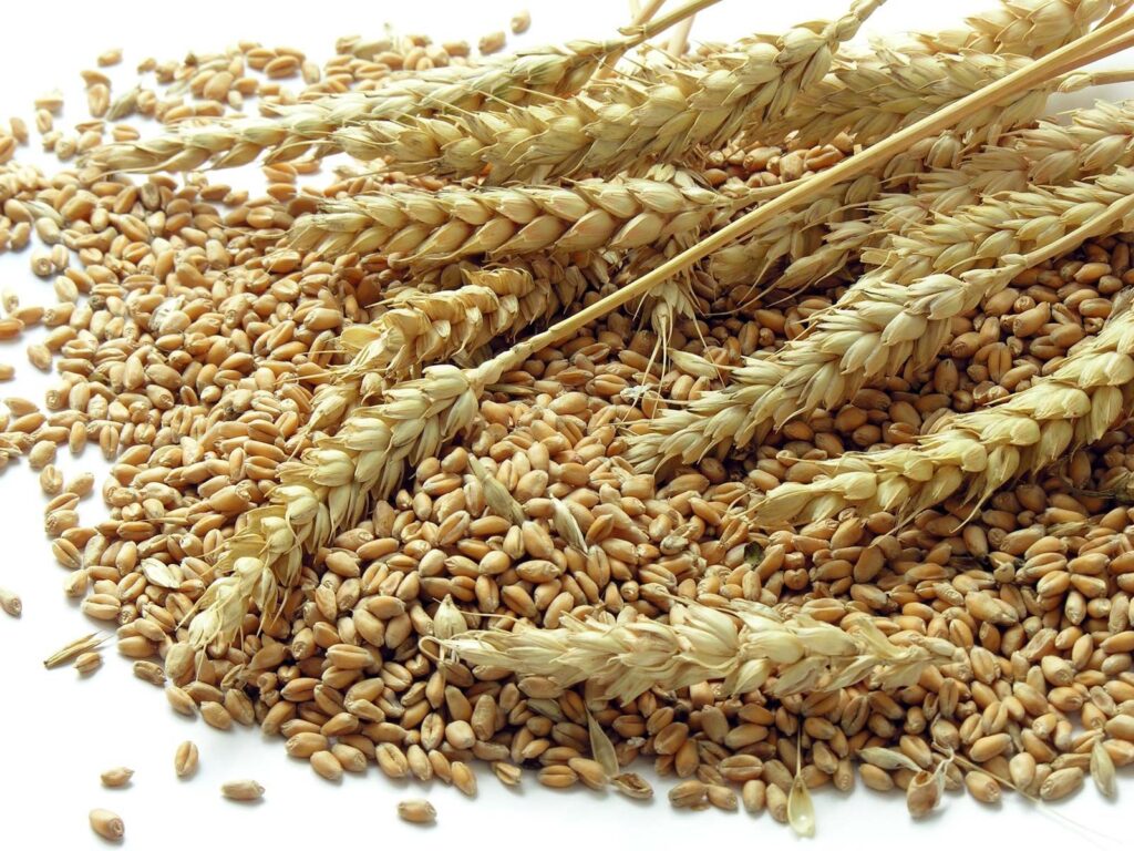 Nigeria: Analysts Call for Urgent Action to Avert Collapse of Wheat Value Chain