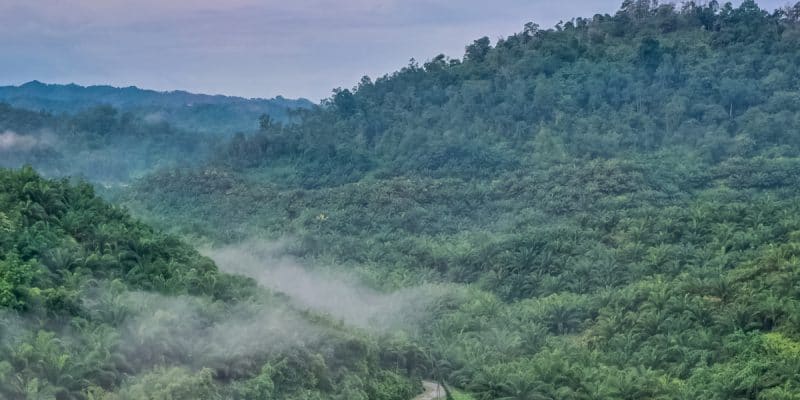 Agriculture swallows up 49 million hectares of forest in 18 years