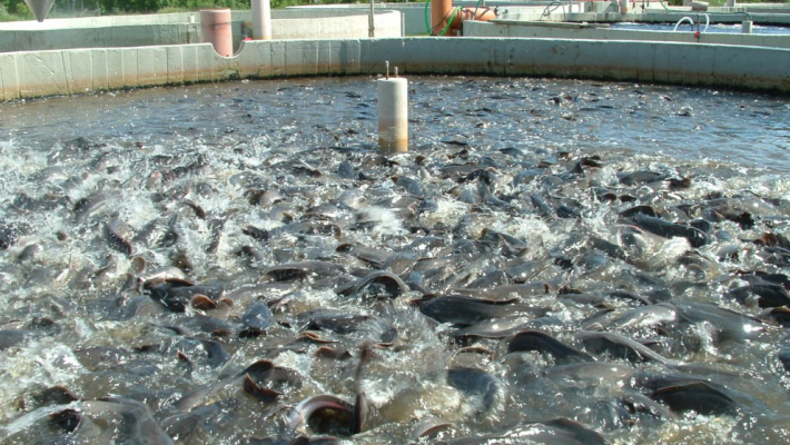 Nigeria largest catfish producer in Africa: FG