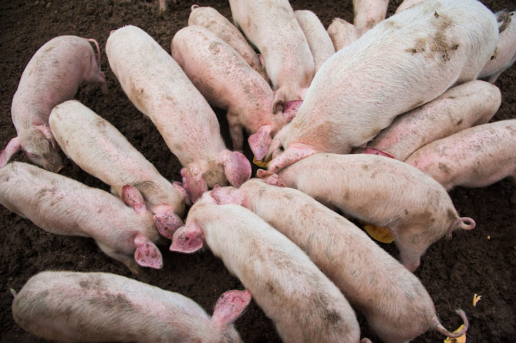 Vietnam develops new African swine fever vaccine