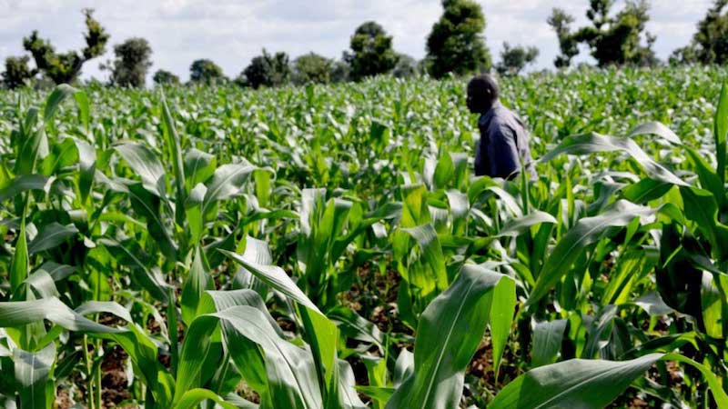 Nigeria, EU Partnership for Innovative Modern Agriculture