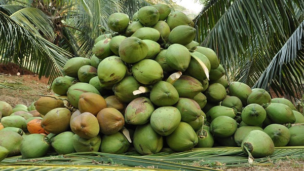 Ghana: ‘Coconut Husk Has Potential to Promote Prosperity’