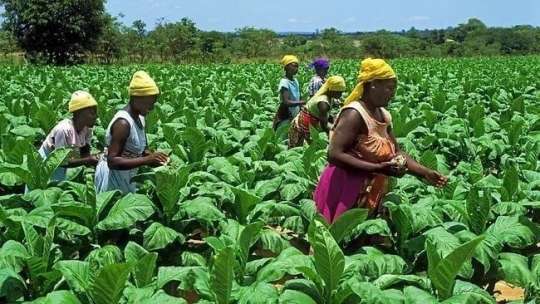 Ghana: Govt Should Invest More in Agric – Prof. Ackah