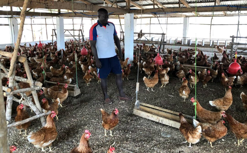 Local chicken feed could solve poultry challenges in Sierra Leone and boost maize production