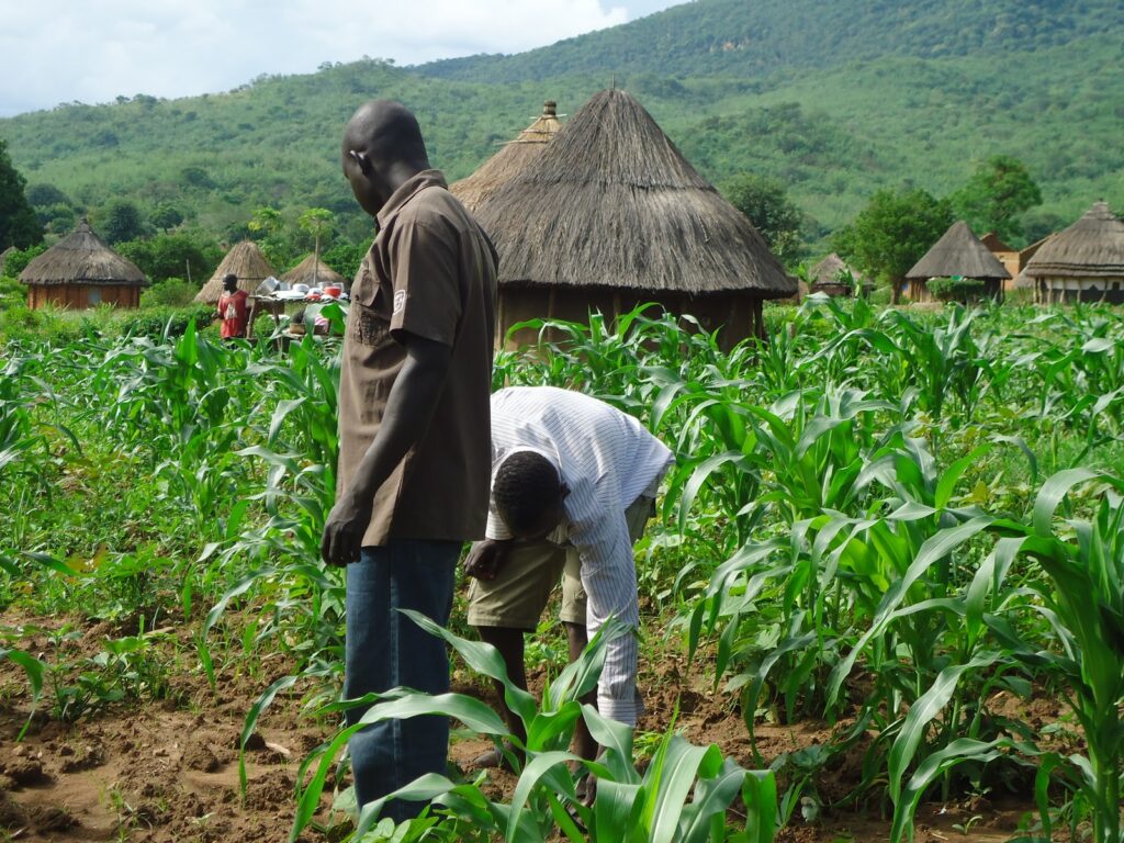 Nigeria Yet to Practice Agriculture Since Independence Says NAERLS Boss