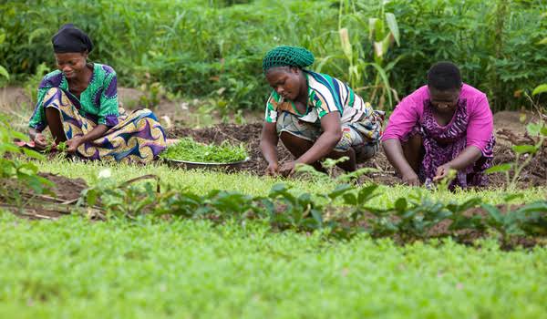 Women contribute 80% of Nigeria’s agricultural output