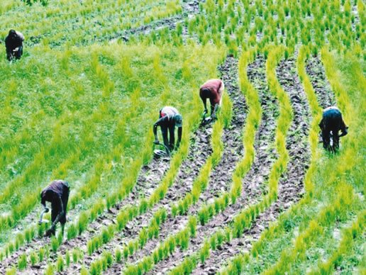 Nigeria Vows To Achieve More Via Agriculture, Digital Economy