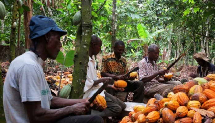 Central Africa saw 29.5% surge in agricultural exports, driven by cocoa and rubber