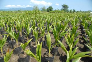 Ghana Export Promotion Authority targets US$2.8 billion annually from coconut exports