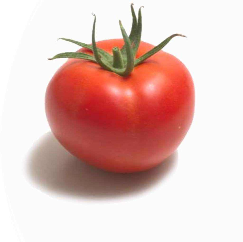 TOTAM SEEDS PRESENTS THE NEW TOMATO VARIETIES FOR GREENHOUSE CULTIVATION