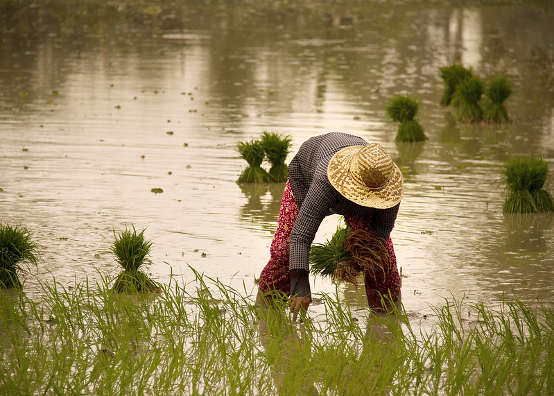 Rice farmers doing fantastic job in Nigeria – UN