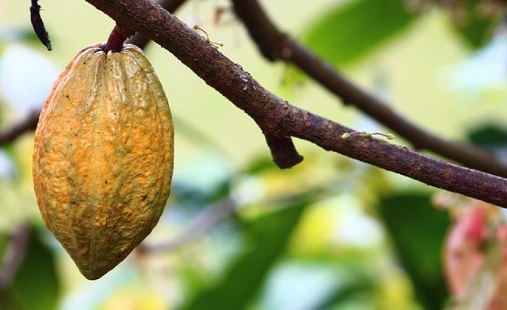 West Africa Hopes to Strengthen Cocoa Prices With New Members Cameroon, Nigeria