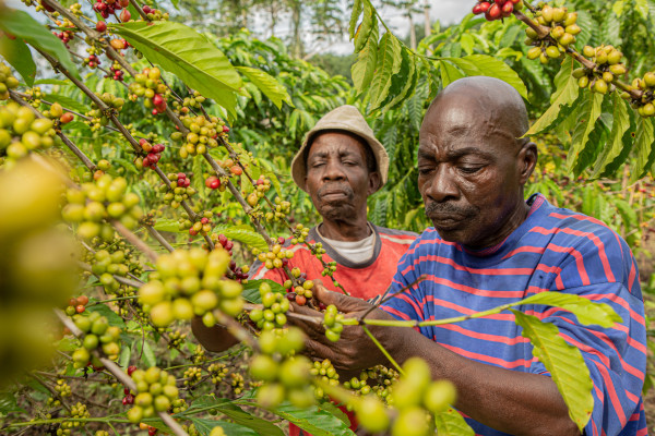 Nestlé Launches NESCAFÉ Plan 2030 to Help Drive Regenerative Agriculture