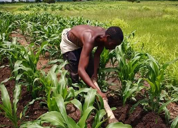 Nigeria: FAO Calls For Increased Investments In Agriculture, Resilient Agrifood Systems