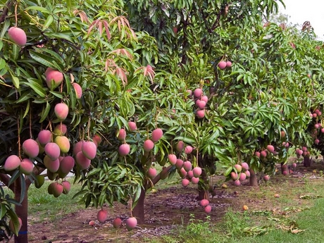 Giving Hope to Uganda’s Mango Farmers