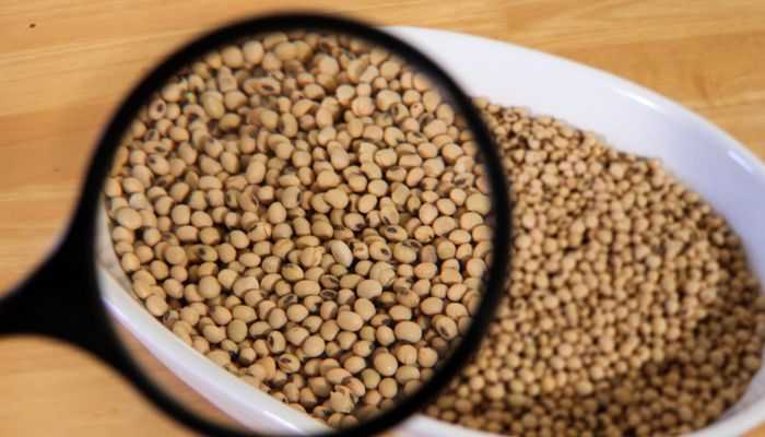 Nigeria’s nutrition problem has an overlooked soybean solution