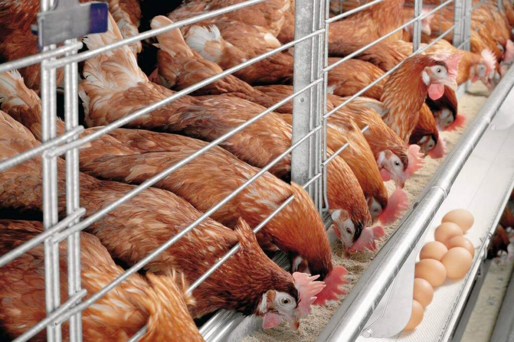 Uganda: Animal Feed Manufacturers Move to Enforce Standards in Sector