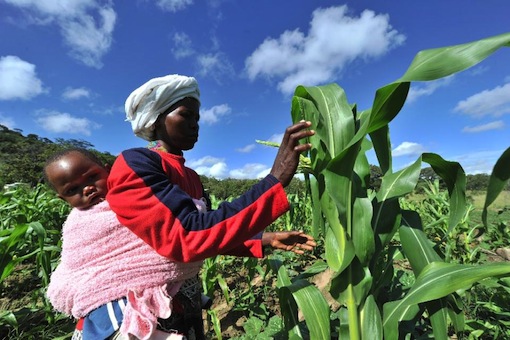 Nigeria: Inflation – More Women Engage in Backyard Farming for Food Supply in Jos