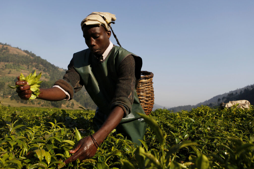 Investing in African agriculture could increase job creation and boost economy