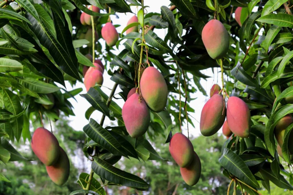 Stakeholders Brainstorm On Challenges Facing Ghana’s Mango Industry