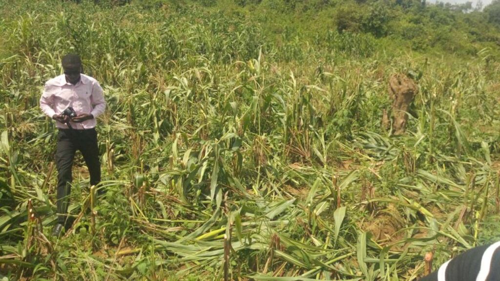 Nigeria: In Edo Communities, Fear of Attacks Keeps Farmers Away From Farms