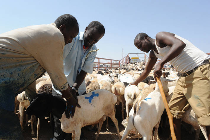 World Bank Grants $70 Million for Delivery of Water, Agriculture, Livestock, and Environmental Services in Somalia