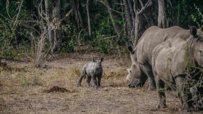 Rwanda Welcomes Global Deal to Save Species From Extinction