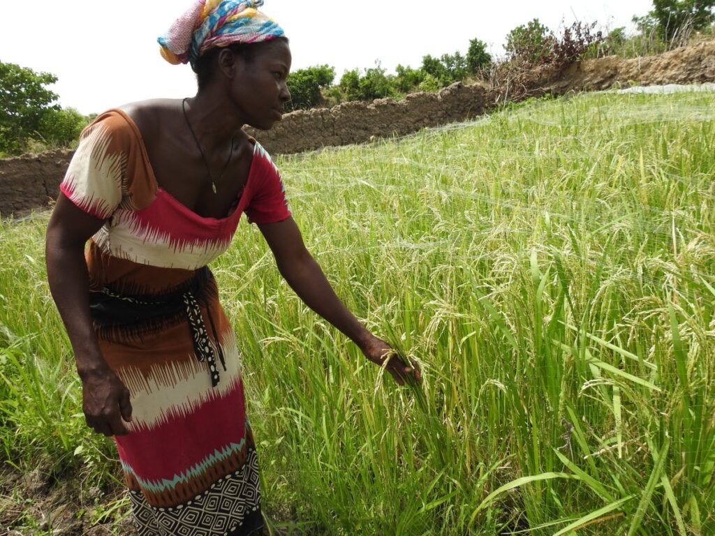 Ghana: Planting for Food and Jobs Sustains Ghana’s Food Economy