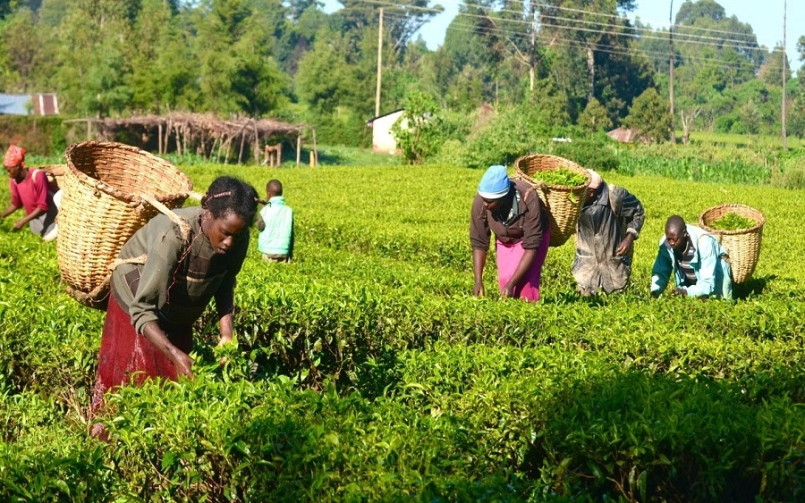 Nigeria’s Agricultural Sector Surged By 18.33% in Three Quarters of 2022