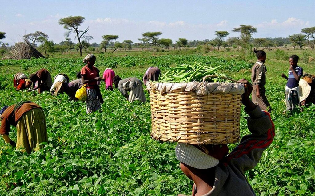 Youths urged to embrace agric to improve Nigeria’s economy