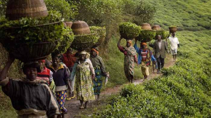 Rwanda’s Annual Agric Export Revenues Reach Rwf860 Billion