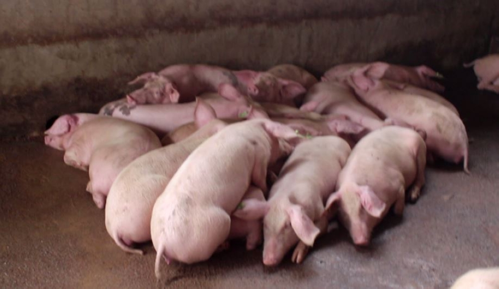 Strange Disease Kills Over 200 Pigs in Musanze