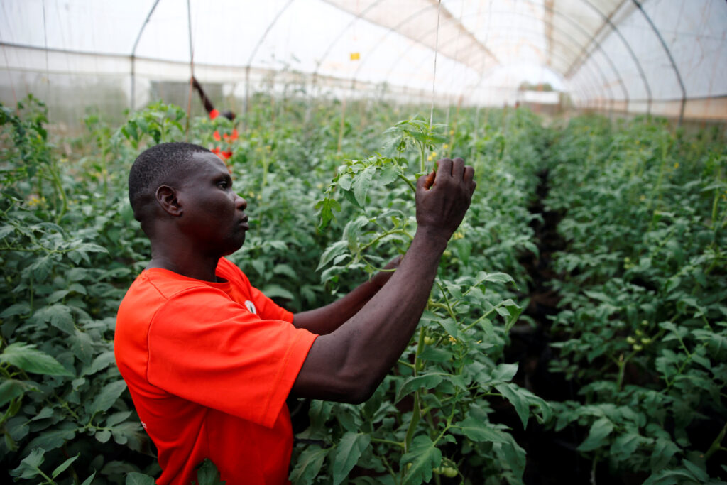 Nigeria: Retired general opens up greenhouse training youth in horticulture