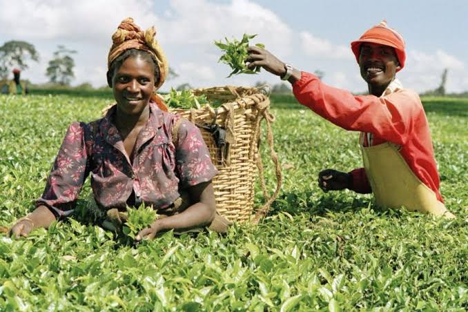 Ekiti farmers seek soft loans to boost production in Nigeria