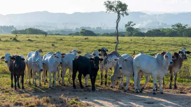 Illegal logging, locusts and cattle grazing threaten Darfur’s environment and agriculture